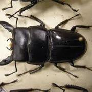 Beetle