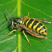 Common Wasp