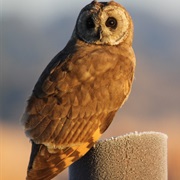 Marsh Owl