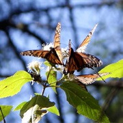 Monarch Butterflies, Mexico