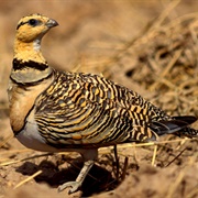 Desierto De Tabernas & Sierra Alhamilla, Spain