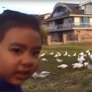 Look at All Those Chickens