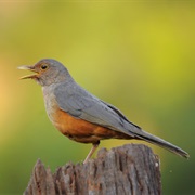 Rufous-Bellied Thrush (Brazil)