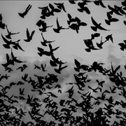 Escape a Swarm of Pigeons