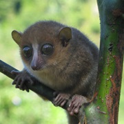 Gerp's Mouse Lemur