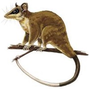 Alston's Mouse Opossum