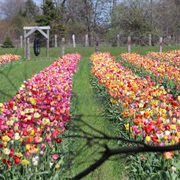 Veldheer Tulip Gardens, Halland, USA