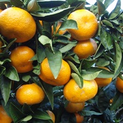 Satsuma Mandarin (Citrus Unshiu)