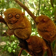 Philippine Tarsier and Wildlife Sanctuary