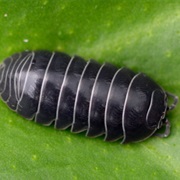 Pill Woodlouse