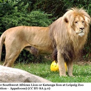 Congo Lion