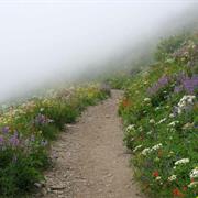 Silver Star Mtn — Ed's Trail
