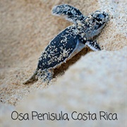 Matapalo Turtle Rescue