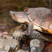 Philippine Forest Turtle
