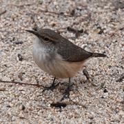 Rock Wren