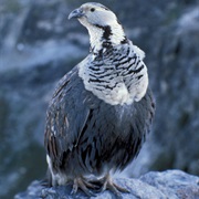 Himalayan Snowcock