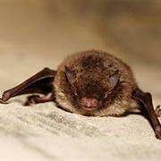 Daubenton's Bat