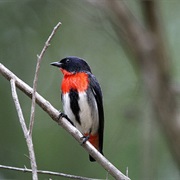 Mistletoebird