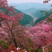 Yoshino Cherry Blossom Time