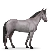 Australian Pony - Mouse Gray