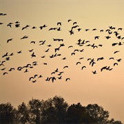 Watch Birds Fly and Settle