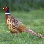 Ring-Necked Pheasant