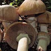 Gypsy Mushroom (Cortinarius Caperatus)
