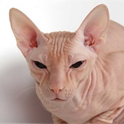 Don Sphynx Cat
