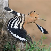 Appennino Lucano National Park, Italy