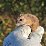 Pygmy Gerbil