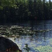F. Gilbert Hills State Forest, Massachusetts