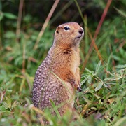 Arctic Ground Squirrel