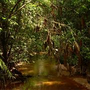 Sinharaja Forest Reserve