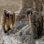 Indian Vulture