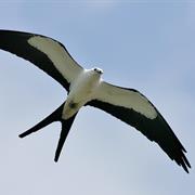 Swallow-Tailed Kite