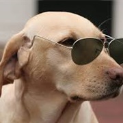 Sunglasses on the Dog