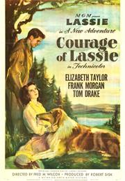 Courage of Lassie (1946)
