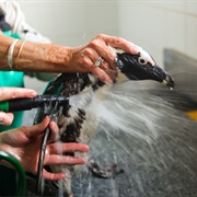 Visit SANCCOB & Clean a Penguin, Capetown