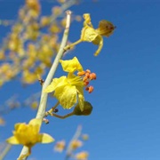 Blue Palo Verde (Parkinsonia Florida)
