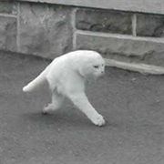 Half Cat / Panorama Fail Cat