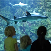 Aquarium Bergen Aan Zee