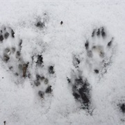 Look for Animal Tracks Outside