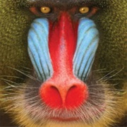 Suckers - Wild Smile