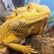 Have a Reptile or Arachnid as a Pet