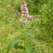 Habek Mint (Mentha Longifolia)