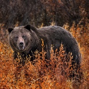 Lapsed Bear of Stormness