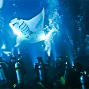 Night Swim With Manta Rays