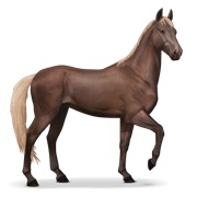 Akhal-Teke - Flaxen Liver Chestnut