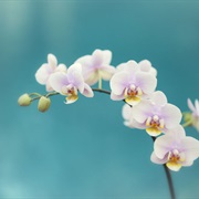 Orchids