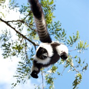 See Lemurs in Madagascar